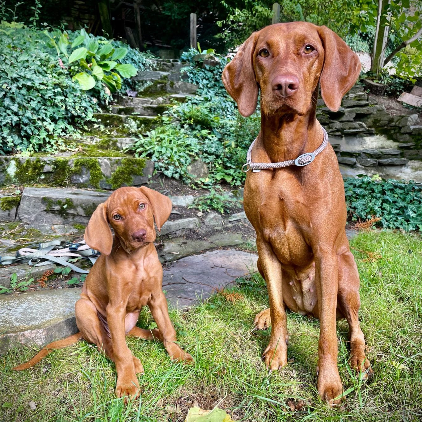 Einzel-und Gruppenstunde Pfötchenhof Pfalz Mann und Hund sind im Training mit Leckerlies auf einer Wiese beim Pfötchenhof Pfalz in der Einzelstunde